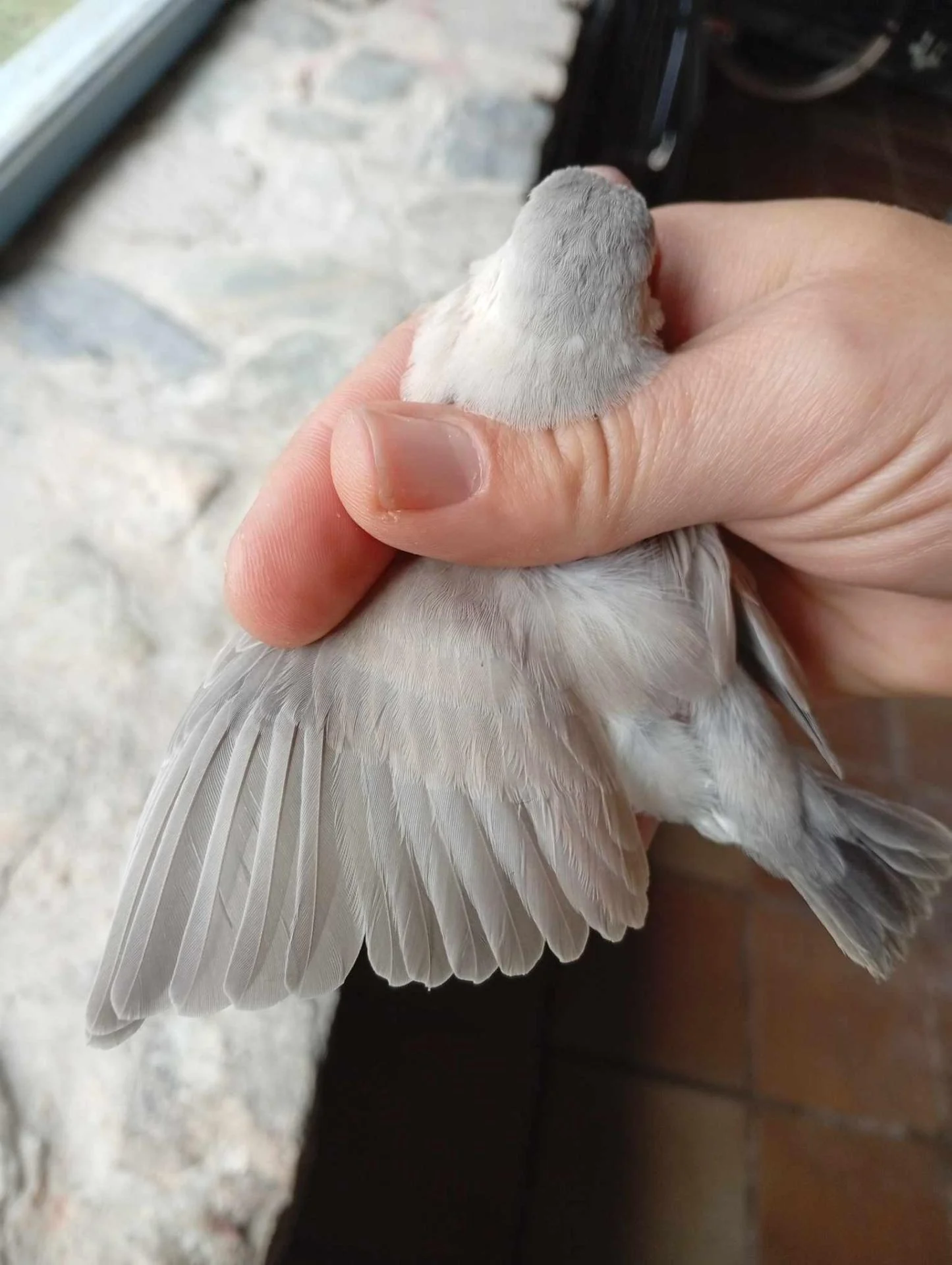 462567186 1247412256587056 6386381978212799658 n